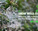 Close-up of grass showing white, web-like strands, indicative of snow mold disease. Text reads "SNOW MOLD 101: What It Is, Why It Happens, and How to Save Your Lawn.