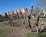Des arbres taillés drastiquement, comme pour tailler un amandier trop haut. Leurs branches nues s'élèvent vers un ciel bleu clair, devant des immeubles.