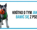 Bullterier z pomarańczową piłką w pysku. Napis: Krótko o tym jak nie bawić się z psem.
