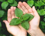 Mains tenant une jeune pousse de menthe, prête à la planter. Les feuilles vertes et dentelées promettent une belle récolte.