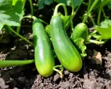 Trois concombres verts poussent sur un pied de concombre, entourés de feuilles luxuriantes et de terre sombre.
