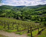 Un tour in Toscana tra dolci colline verdi, vigneti rigogliosi e casali immersi nella natura.
