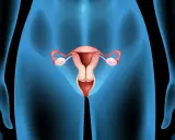 Anatomia kobieca: macica, jajowody, jajniki i pochwa. Różne rodzaje cip są częścią tej złożonej anatomii.