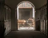Podlasie: Stadniny koni, ceny, atrakcje. Znajdź idealne miejsce!