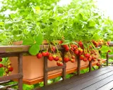 Un bac de balcon débordant de fraises rouges et juteuses, une belle variete de fraise prête à être cueillie.