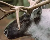 När tappar renar hornen? Denna ren bär sina imponerande horn, redo för vinterns utmaningar.