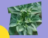 Ashwagandha, znana z witanolidów, to roślina o zielonych liściach i pąkach.