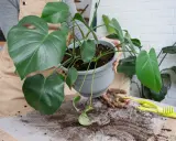 Monstera w nowej doniczce. Przesadzanie monstery po zakupie to ważny krok dla jej zdrowia.