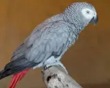 Un elegante uccello cenerino, con piume grigie e una coda rossa vivace, posa su un ramo.