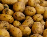 Góra ziemniaków, które po ugotowaniu z solą mają ok. 80 kcal na 100g.