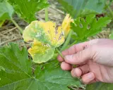 Main d'un jardinier examinant une courgette feuille jaune, montrant des signes de maladie ou de carence.