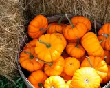 Un panier débordant de petites courges Jack-o'-lantern, aux couleurs vives, posé sur de la paille.