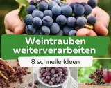 Frische Trauben in Händen, Rosinen, gefrorene Beeren und Traubensaft – Ideen, wie Sie Weintrauben weiterverarbeiten können.