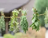 Zioła, w tym mięta, wiszą na sznurku, schnąc na powietrzu. To prosty sposób, jak suszyć miętę i inne aromatyczne rośliny.