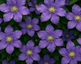 Många vackra, lila klematisblommor med gula mittar mot mörkgröna blad. En del blommor visar tecken på vissnesjuka klematis.