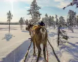Renar drar en släde genom snöklädda skogar i Sverige. Solen lyser starkt.