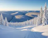 Snöklädda kullar och granar i solnedgången nära gruvberget i Boden. En skidspår leder genom det orörda vinterlandskapet.