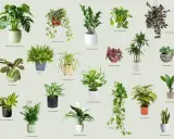 Kolekcja roślin do ciemnych pomieszczeń: Monstera, Zamioculcas, Aglaonema i inne, które ożywią każdy kąt.