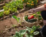 Panier de légumes frais, idéal pour savoir quoi planter en mai. Tomates, concombres, poivrons, ail et céleri dans un jardin.