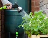 Arrosage de fraisiers en fleurs avec un tuyau connecté à un récupérateur d'eau de pluie, un schéma d'arrosage automatique avec pompe serait idéal.