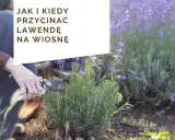 Cięcie lawendy: Kiedy i jak, by kwitła obficie? Poradnik Włodzisława Lisa