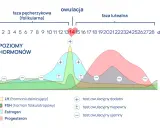 Wykres pokazuje poziomy hormonów w cyklu menstruacyjnym, z zaznaczoną owulacją. Obok znajdują się oznaczenia wyników testu na owulację.