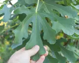 Une main touche une grande feuille de figuier verte, aux lobes profonds, sur un fond flou de verdure.