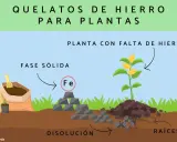 Ilustración muestra cómo el quelato de hierro en fase sólida se disuelve para nutrir las raíces de una planta con hojas amarillas por falta de hierro.