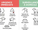 Urgence vétérinaire : chien avec diarrhée sanglante, abdomen distendu, léthargie, gencives pâles. Surveillance : épisode de vomissement unique, bon appétit.