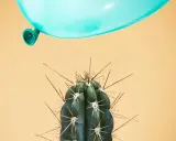 Un palloncino azzurro incombe su un cactus spinoso, metafora dei sintomi di una persona instabile.