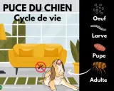 Cycle de vie de la puce du chien : œuf, larve, pupe, adulte. Pour savoir comment enlever les puces d'un chien rapidement, comprenez leur cycle.