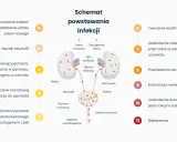 Schemat powstawania infekcji, prowadzącej do nawracającego zapalenia pęcherza. Ukazuje drogę bakterii od jelit do nerek.