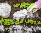 Un jardinier utilise une pelle pour épandre de la cendre de bois près de jeunes plants de laitue.