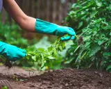 Manos enguantadas sacan con cuidado una planta con raíces del suelo, tarea esencial para quitar malas hierbas y cuidar el huerto.