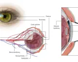 Anatomia oka: tęczówka, soczewka, rogówka, ciało szkliste, nerw wzrokowy. To skomplikowany aparat ochronny oka.