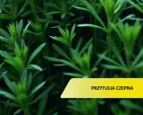 Przytulia czepna w ogrodzie? Skutecznie ją zwalcz i zapobiegaj!