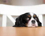 Un cachorro con ojos de cachorro mira con esperanza desde detrás de una mesa de madera.