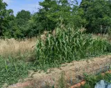 Un champ de semis de maïs verdoyants, avec des rangées de légumes et de la paille au premier plan, sous un ciel bleu.