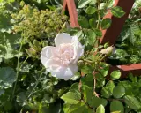 A pale pink rose blooms on a thorny stem, surrounded by green leaves and rosebuds.