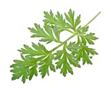 Une branche d'absinthe aux feuilles vertes découpées, évoquant ses nombreux bienfaits pour la santé.