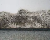 Muri bianchi con estesa muffa a puntini scura e grigiastra che avanza dal basso, creando un effetto maculato.