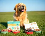 Golden retriever z zaciekawieniem patrzy na miseczki z orzechami i broszurę "Pet Nutrition". Czy psy mogą jeść nerkowce?