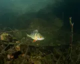 En abborre, sveriges vanligaste fisk, simmar bland stenar och grenar i grumligt vatten.