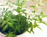 Une plante de verveine citronnelle en pot, ses feuilles vertes vives captent la lumière du soleil.
