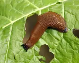 Une limace de jardin, marron et luisante, se déplace sur une grande feuille verte trouée.