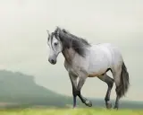 Ein elegantes Lusitano Pferd mit grauer Mähne galoppiert über eine grüne Wiese vor einer sanften Hügellandschaft.