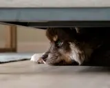 Un adorable chien qui se cache sous un meuble, ses yeux bleus scrutant l'extérieur avec curiosité.