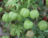 Des pois de cœur verts et gonflés pendent d'une vigne feuillue, certains déjà teintés de rouge.