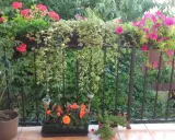 Balkon pełen kwiatów: różowe pelargonie, petunie i zwisające pnącza tworzą kolorową kompozycję.