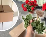 Jak przezimować pelargonie w kartonie? Przygotowanie roślin do zimowania, wykopanie z ziemi i schowanie do kartonu.